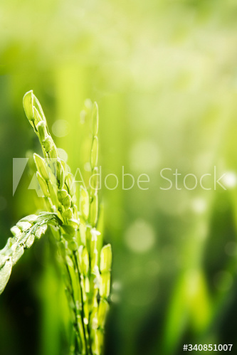 Rice field