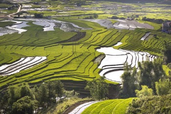 Rice Field