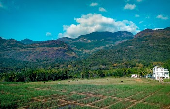 Rice Field Near Mountain at Daytime