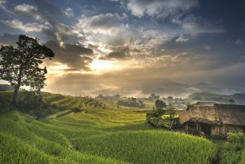 Rice Field Under Blue Sky