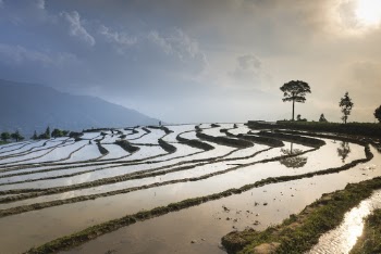 Rice Field Under Blue Sky