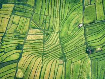 Rice fields