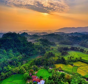Rice Fields during Sunset