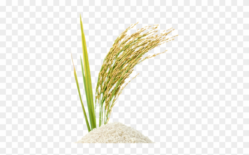 Rice Grain Vector Png Rice Stalk Png - Perfume