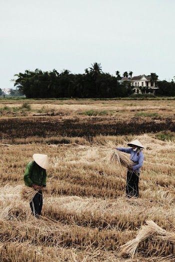 Rice Harvesting in Asian Fields