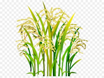 Rice Oryza sativa - Rice 