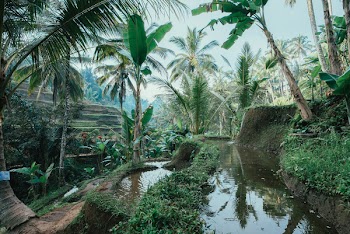 Rice Paddy