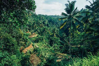 Rice Paddy