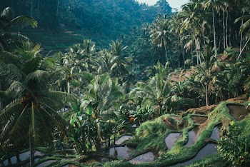 Rice Paddy