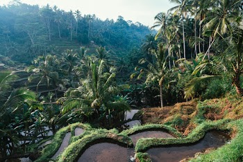 Rice Paddy Asia