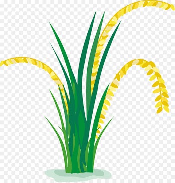 Rice Paddy Field Cartoon - Rice in a cartoon paddy field 