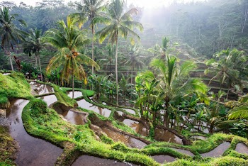 Rice Paddy in the Morning