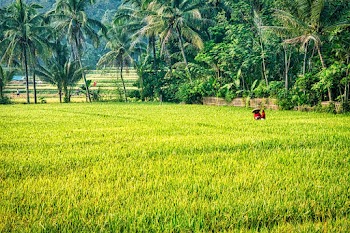 Rice Plant Field