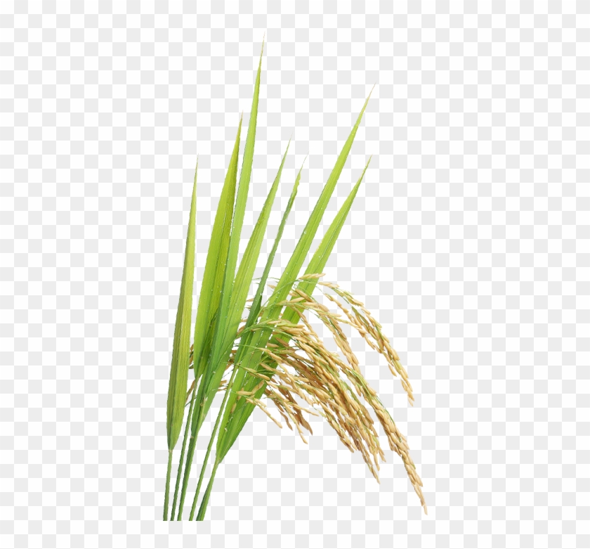 Rice - Rice Crop Png