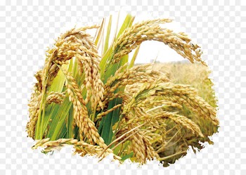 Rice Seed Cereal Germination Wheat - Rice publicity 