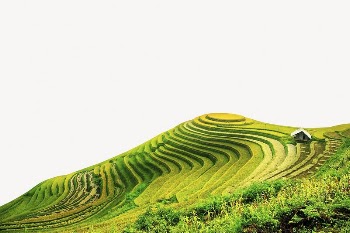 Rice terrace background, agriculture, off-white | Free PSD - rawpixel