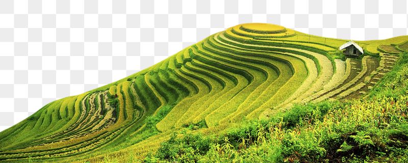 Rice terrace png border, transparent | Free PNG - rawpixel