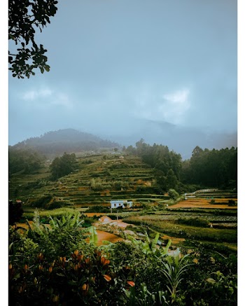 Rice Terrace Under Blue Sky