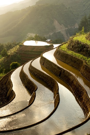 Rice Terraces