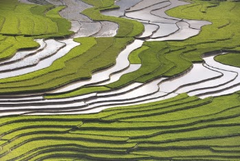 Rice Terraces