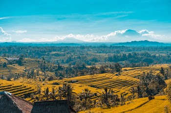 Rice Terraces