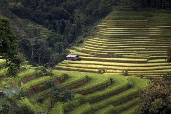 Rice Terraces