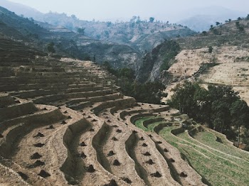 Rice Terraces