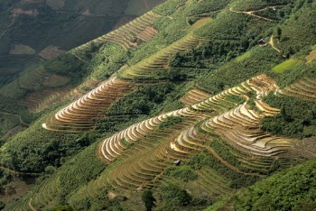 Rice Terraces