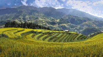 Rice Terraces