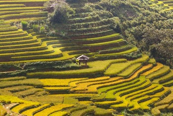 Rice Terraces