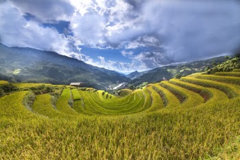 Rice Terraces