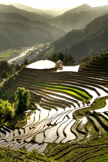 Rice Terraces, Philippines