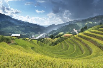 Rice Terraces View