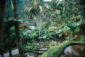 Rice Terrasse