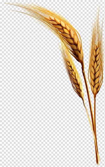 Rice transparent background PNG clipart