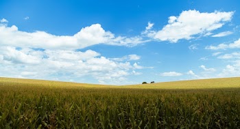 Rice Wheat Under Blue Skies