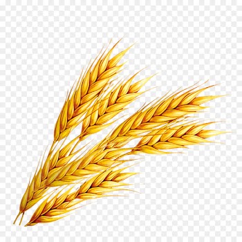 Rice Wheat - Wheat 