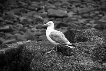 Ring-billed Gull Standing on Rock Grayscale Photography