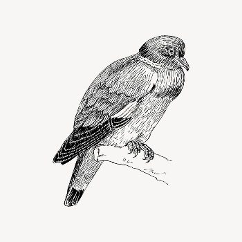 Ring dove bird drawing, vintage | Free Vector Illustration - rawpixel