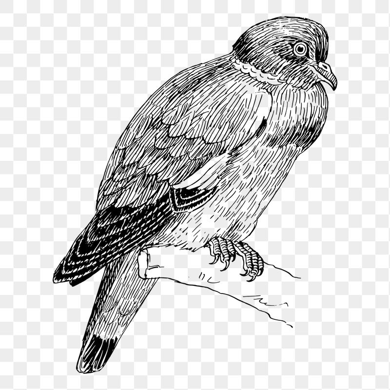 Ring dove bird png sticker, | Free PNG - rawpixel