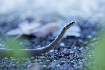 Ring-necked snake. Free public domain | Free Photo - rawpixel