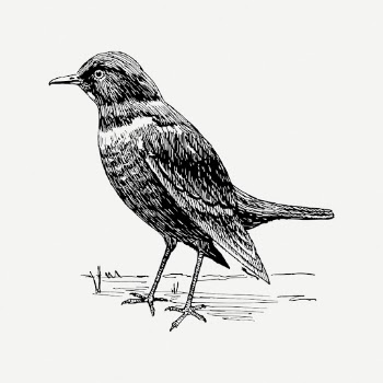 Ring ouzel bird drawing, animal | Free PSD - rawpixel