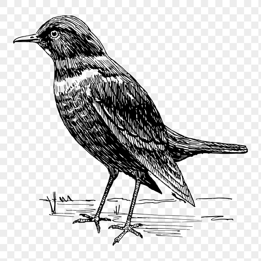 Ring ouzel png bird sticker, | Free PNG - rawpixel