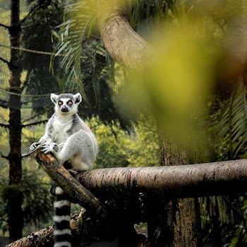 Ring-tailed Lemur