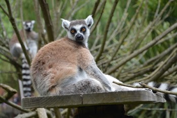 Ring-tailed Lemur on Wooden Table