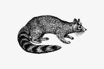 Ringtail drawing, vintage animal illustration | Free Vector Illustration - rawpixel