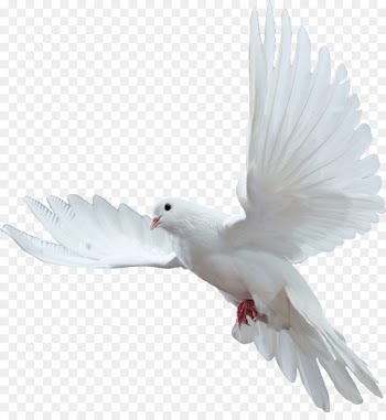 Rio Grande do Norte Christmas Easter - White Pigeon 