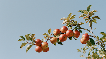 Ripe Apple Tree Branch Against a Blue Sky