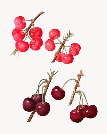 Ripe cherries | Free stock vector - 568769