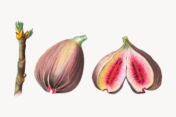 Ripe figs | Free stock vector - 568692